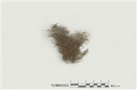 藏品(多毛苔屬)的圖片